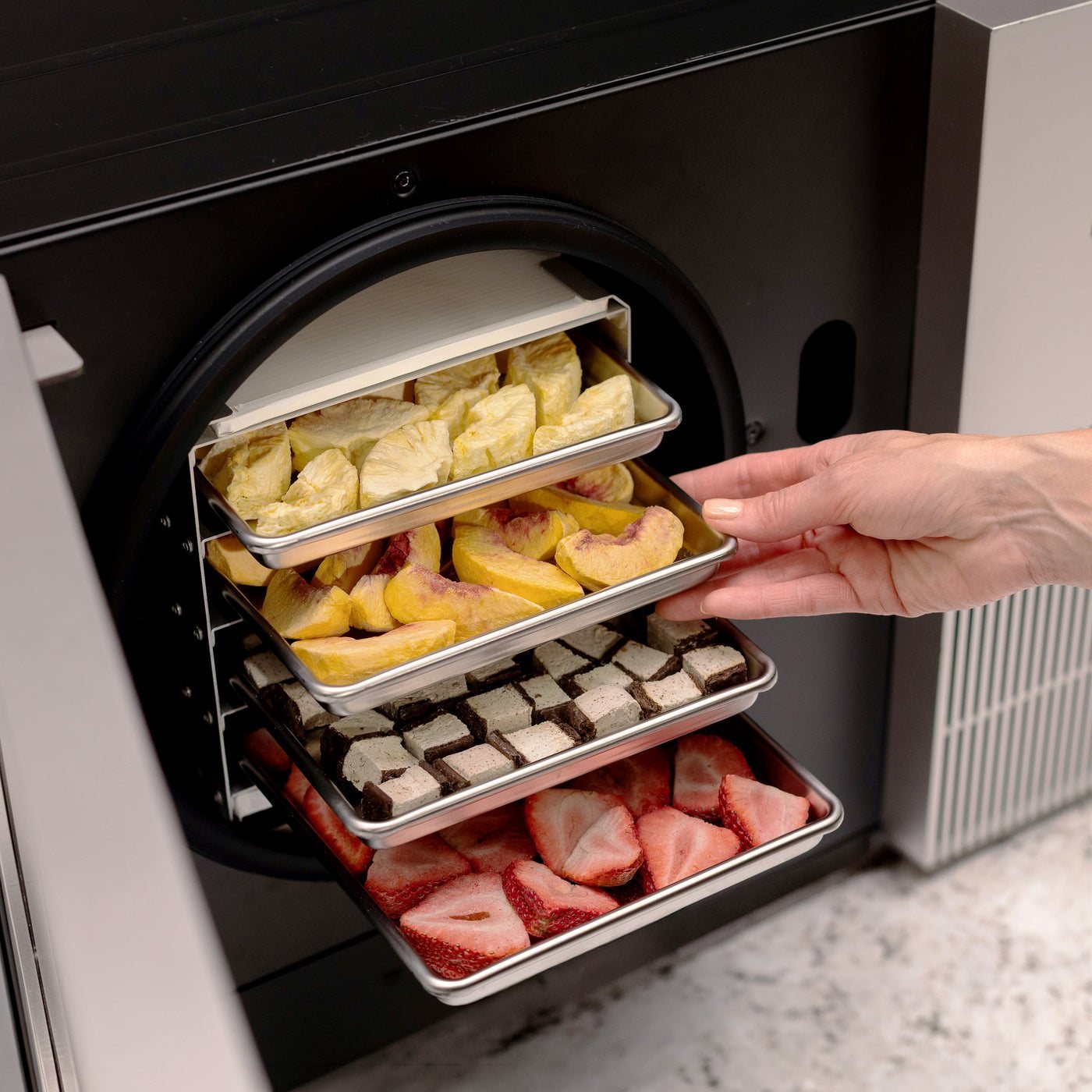Loading four trays of fruit into the Countertop 360 freeze dryer